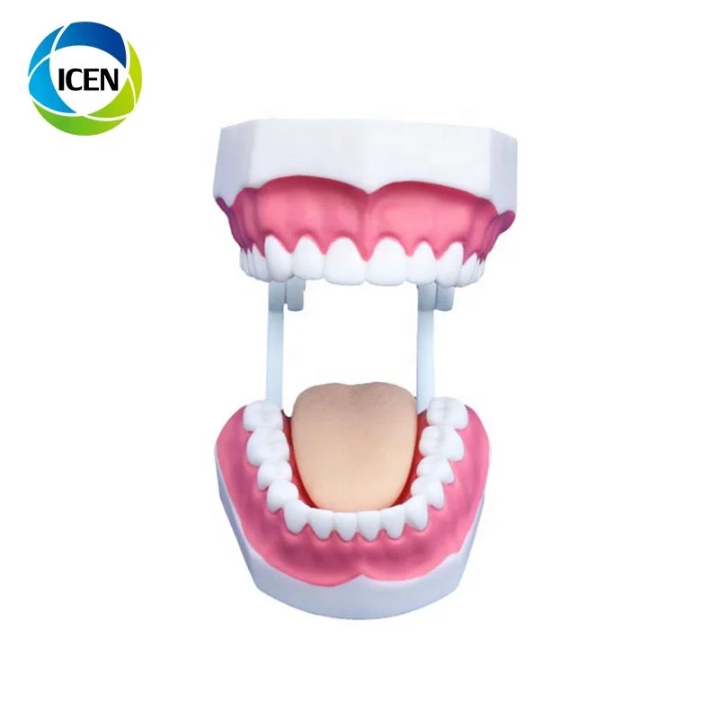 IN-404 movable oral teeth tongue model Dental oral teeth Care Model teeth model with toothbrush
