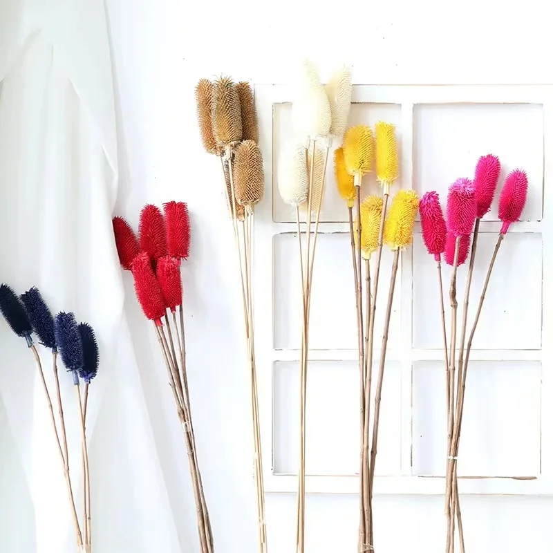 High Quality Dry Flower Bouquet Preserved Dipsacus Sativus for Flower Arrangement Home Decoration