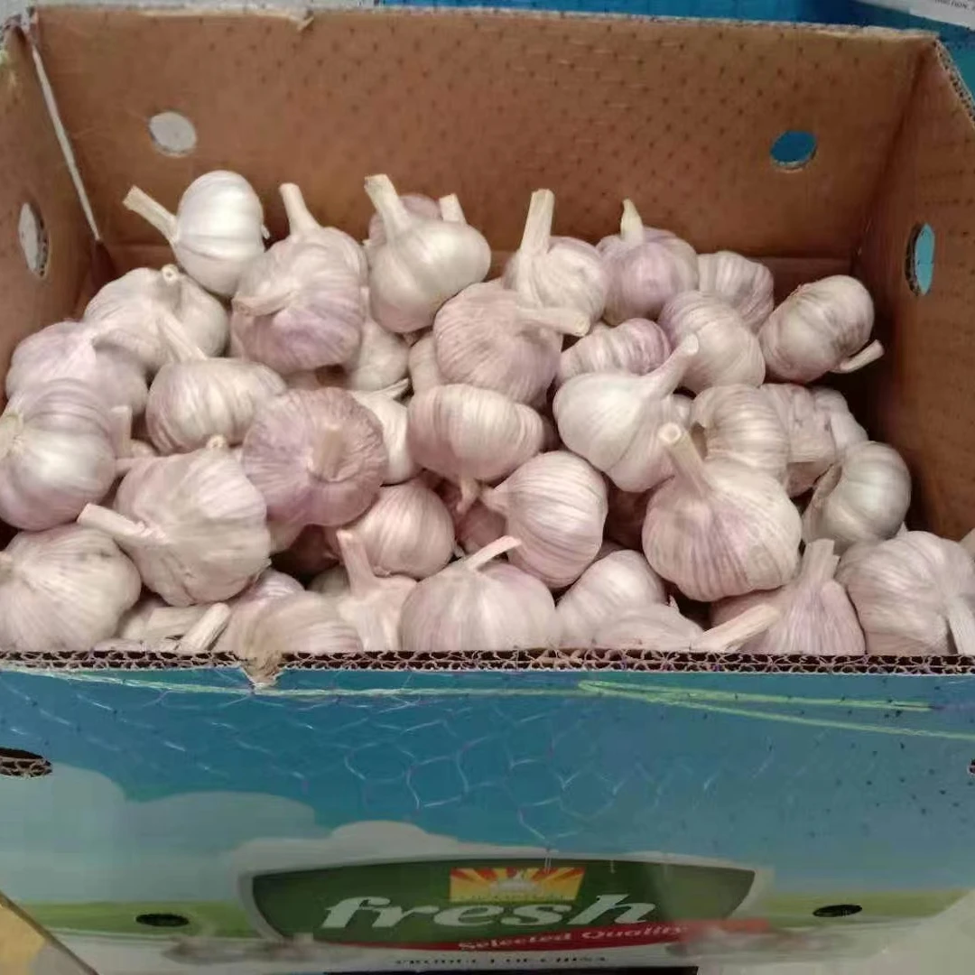 fresh garlic Chinese new crop ail supply as garlic normal white and pure white alho from wholesale garlic ajo