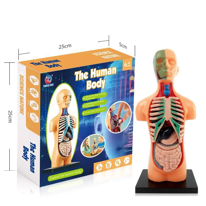TS Human Body Model for Kids Toys 3D Model Study Human Torso Body Anatomy Model with Removable Parts