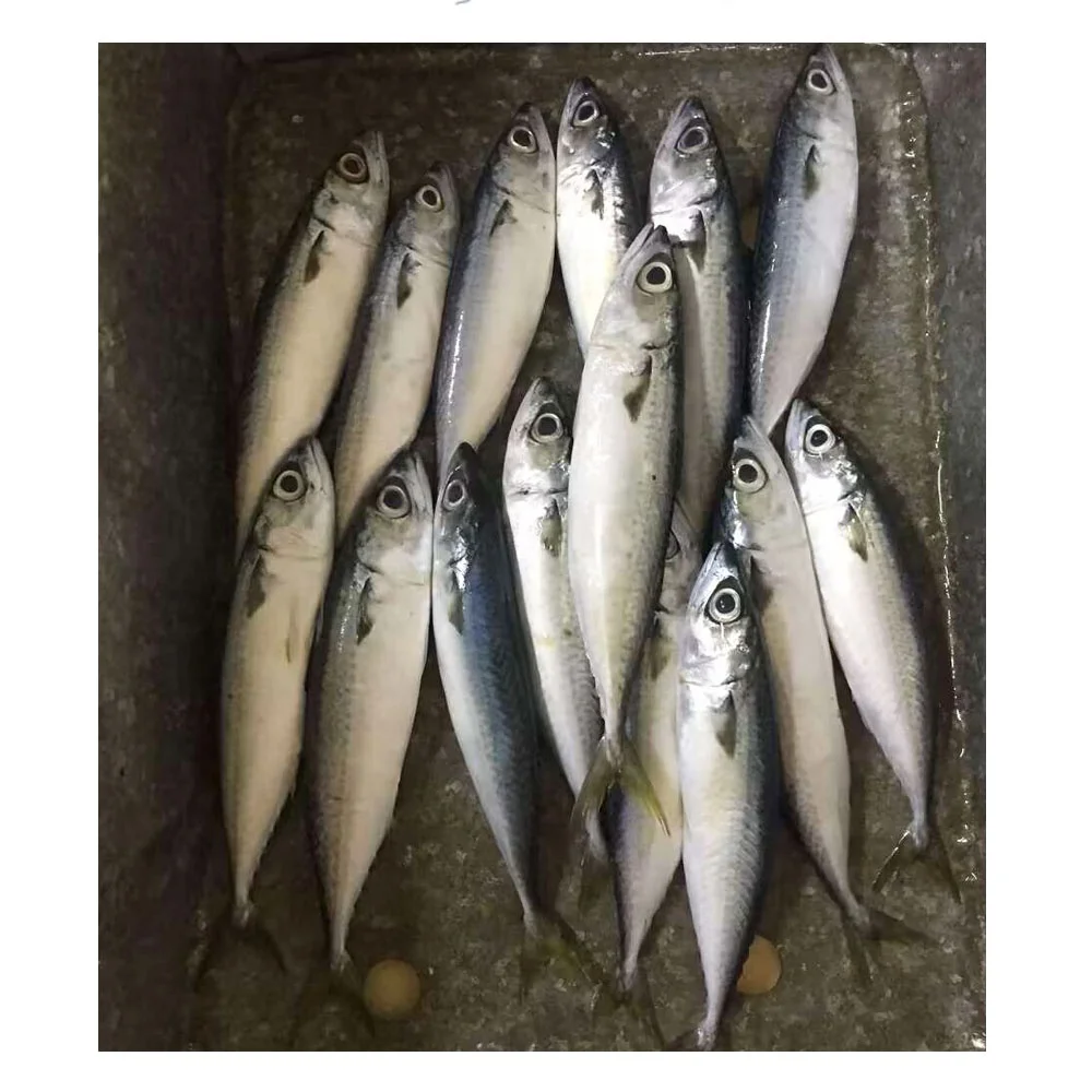 Mackerel Fish Jack Mackerel Saba Scomber Japonicus Pacific Mackerel