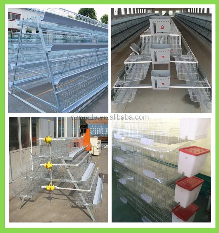 poultry  pigeon quail breeding layer battery cage with auto water system