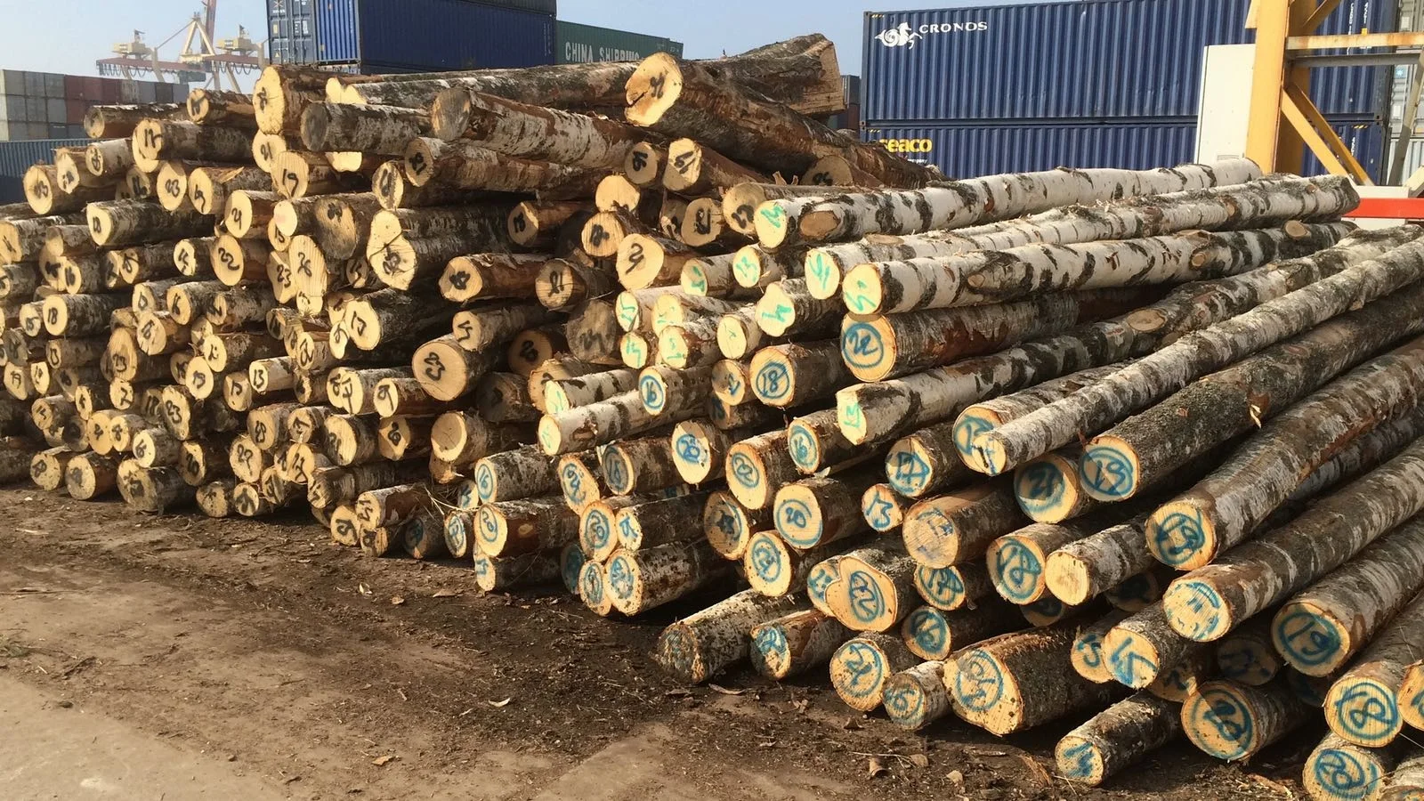 
White Birch Logs - Latvia origin - C grade - 12cm+ 