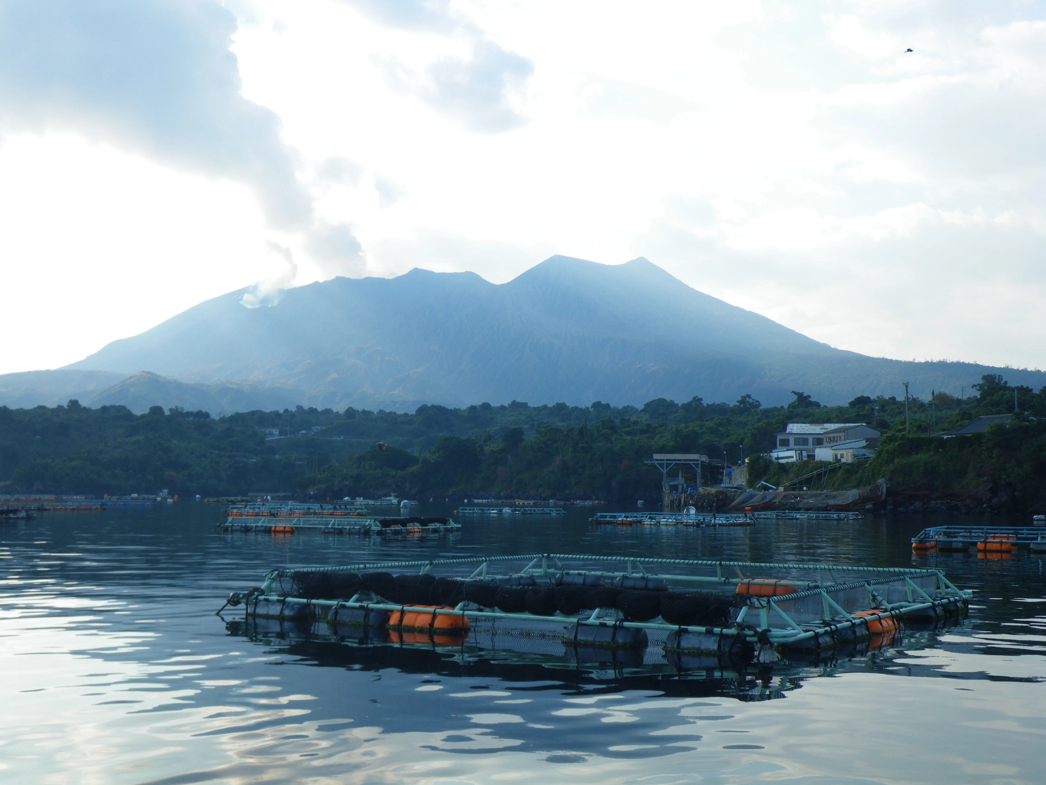 Fresh Yellowtail Japan Seafood