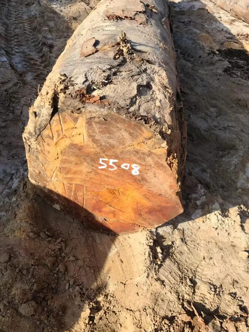 Darina round logs from Guyana, High quality with low price