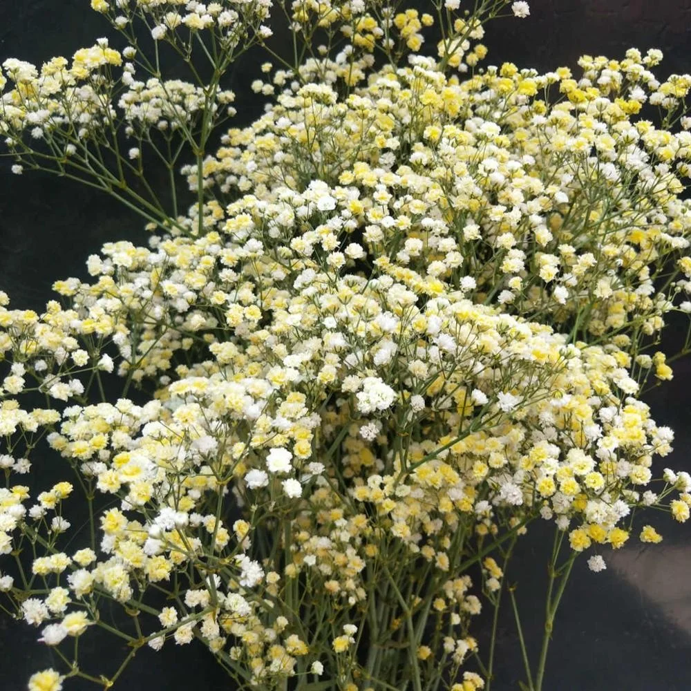  Консервированный цветок babysbreath для домашней цветочной композиции 1 комплект из 100-120 граммов изготовления изделий ручной