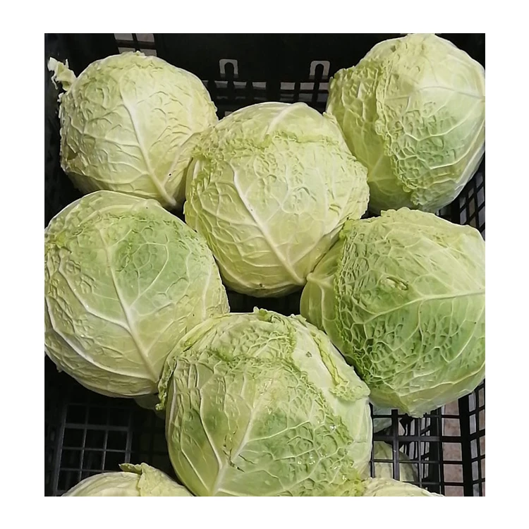 Italian Crispy Green Verza Cabbage Round Cabbage Green Organic