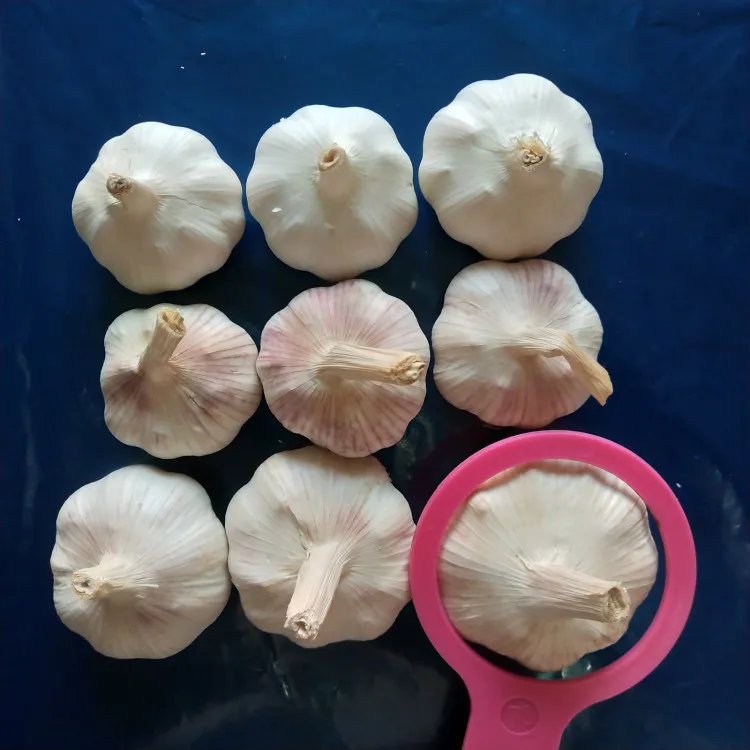 High Quality Low Price of Fresh Organic Normal White Garlic