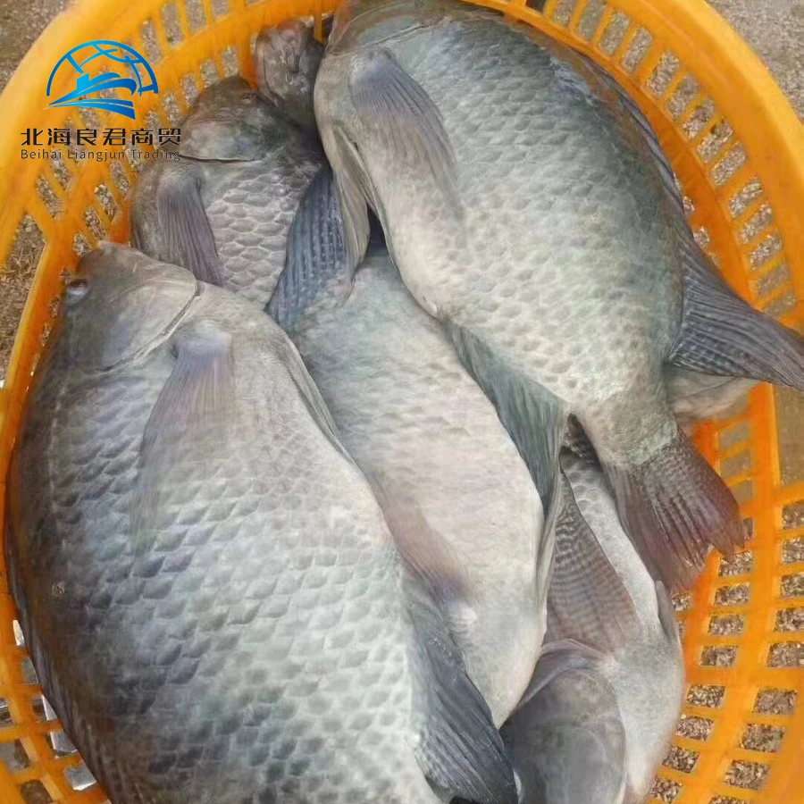Wholesale and hot selling tilapia fish price cheap in Chinese factories 300-500g whole Tilapia mossambica