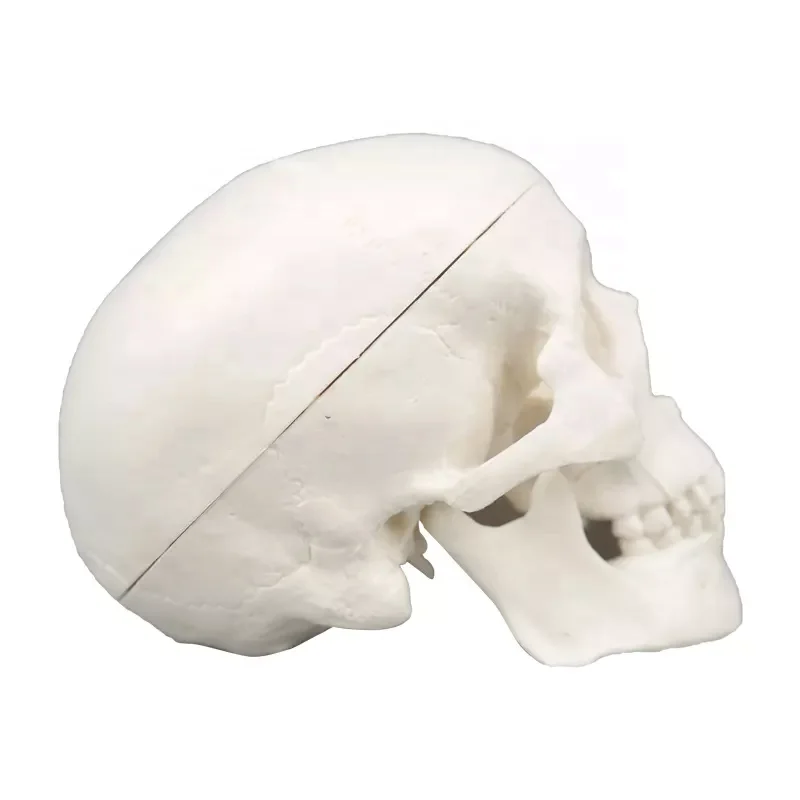 Adult Skull Anatomical Model Life Size Human Skull Model 3 Parts Lab with Removable Skull Articulated Models