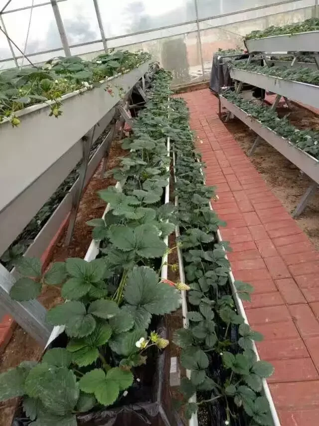 Food Grade Commercial Greenhouse Strawberry Planting Gutter Agricultural Equipment With Hydroponic Growing System