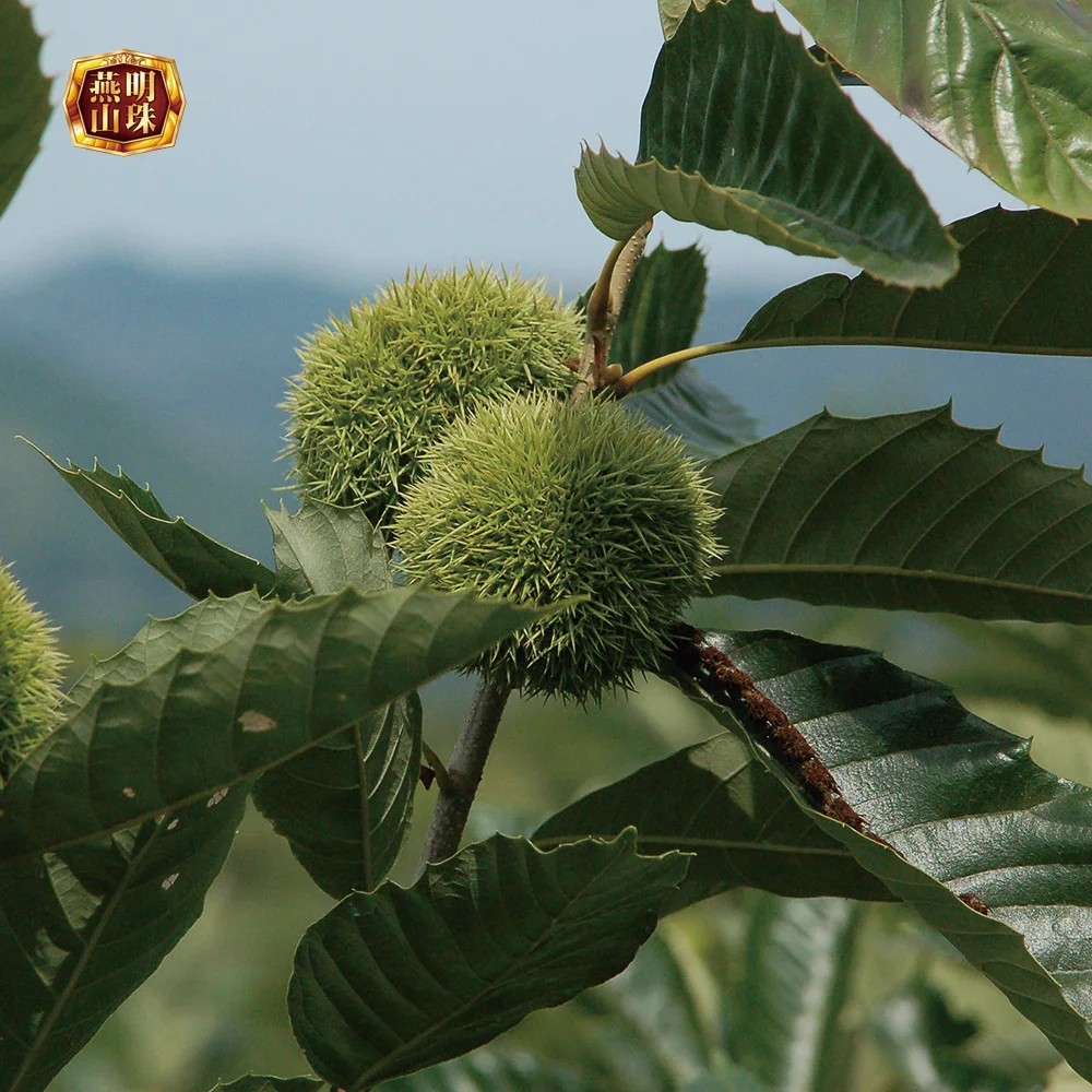 2020 New Crop Hebei Origin Chinese Harvesting Fresh Chestnuts