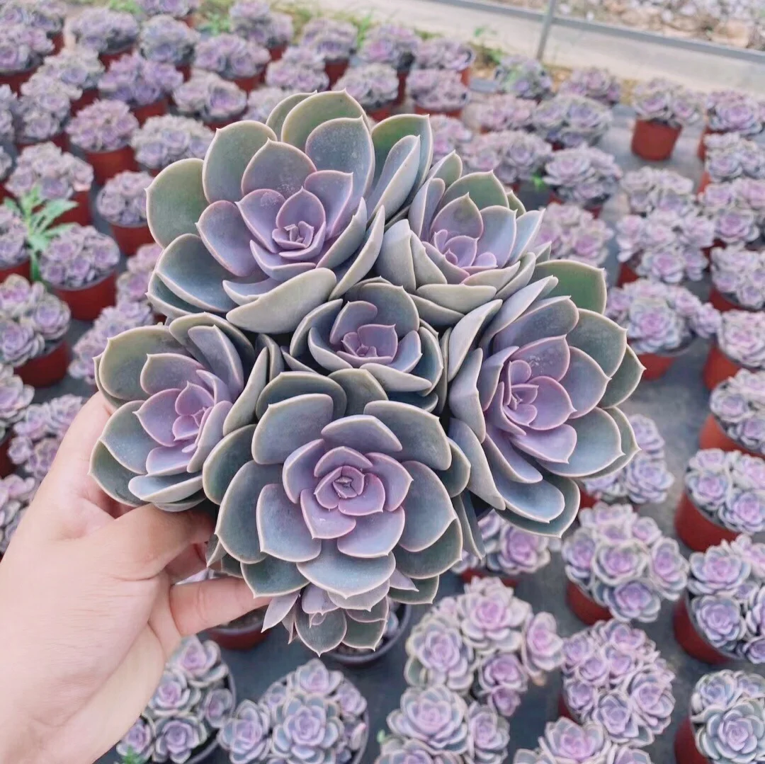Лидер продаж горячая распродажа суккулентное растение Echeveria Pearl von Nurnbergfor продажа магазинов украшение для