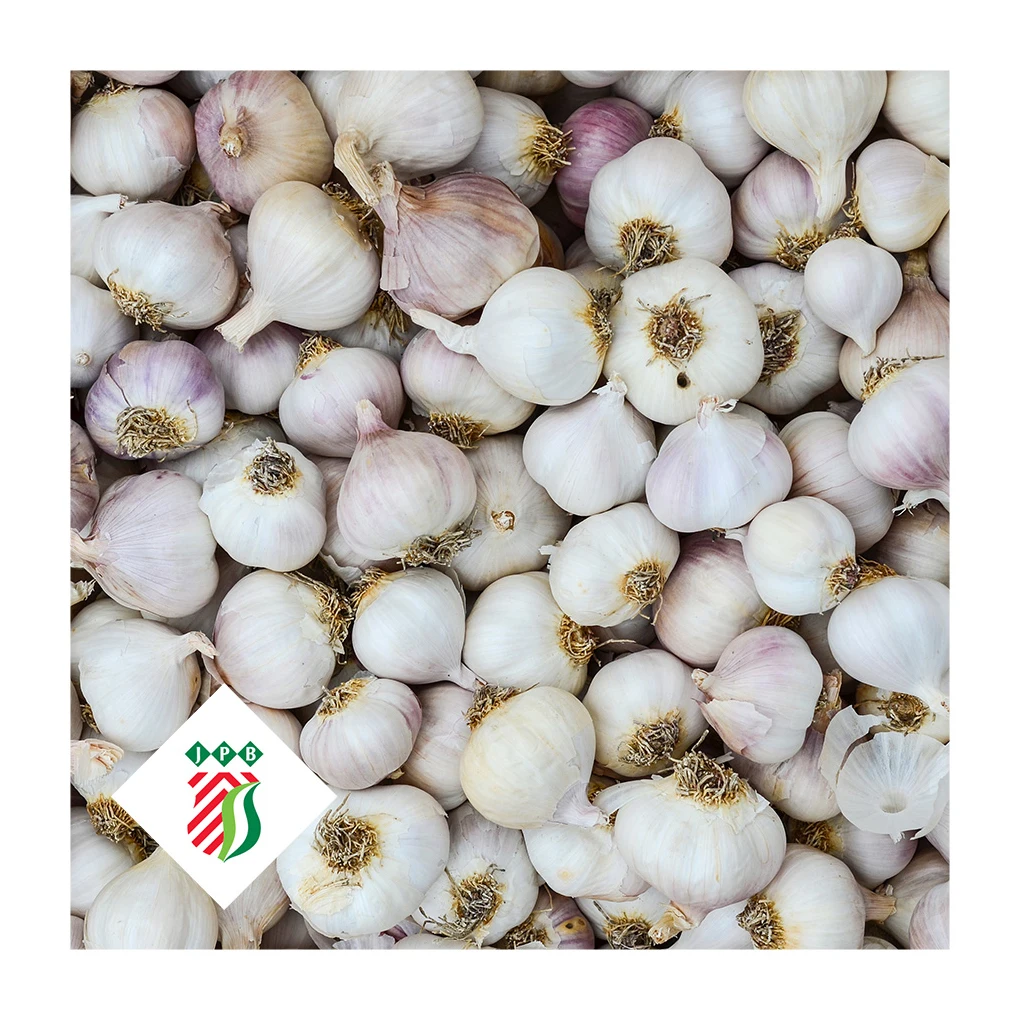 Fresh garlic from China normal white pure white for wholesale private label 50mm 55mm 60mm - 1kg mesh bags best quality