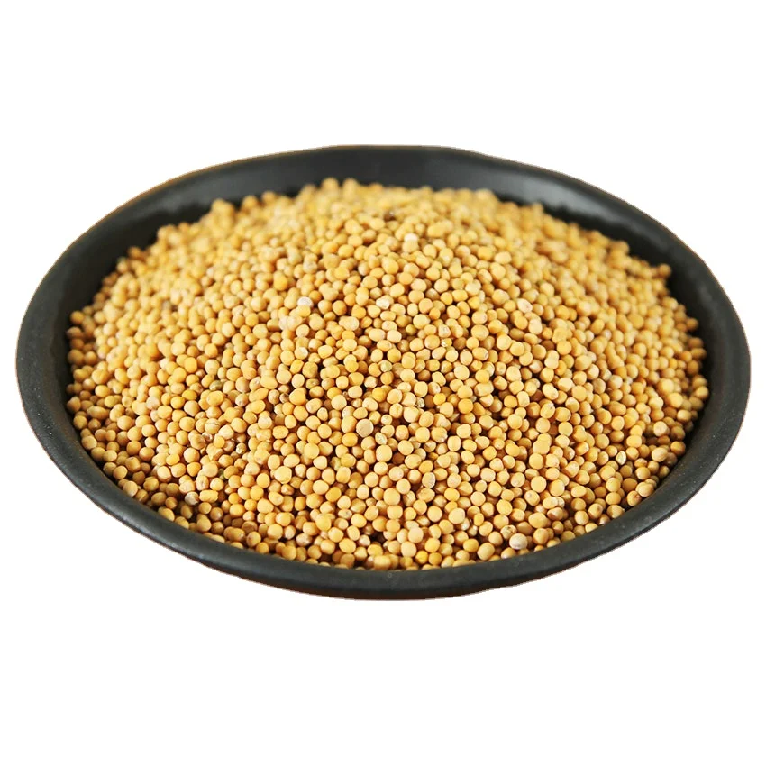 2022 the newest crop China spices supplier wholesale factory directory sell high quality yellow mustard seeds with low price.