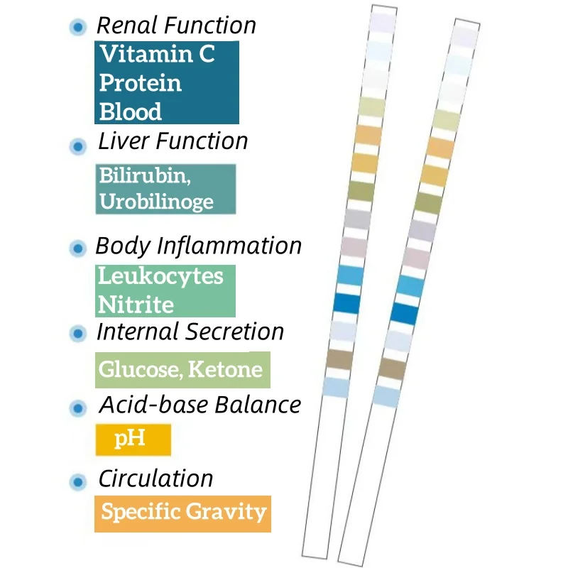 Urine Analysis Test Strip Glucose and Tract Infection Check Strip for self test URS-10A