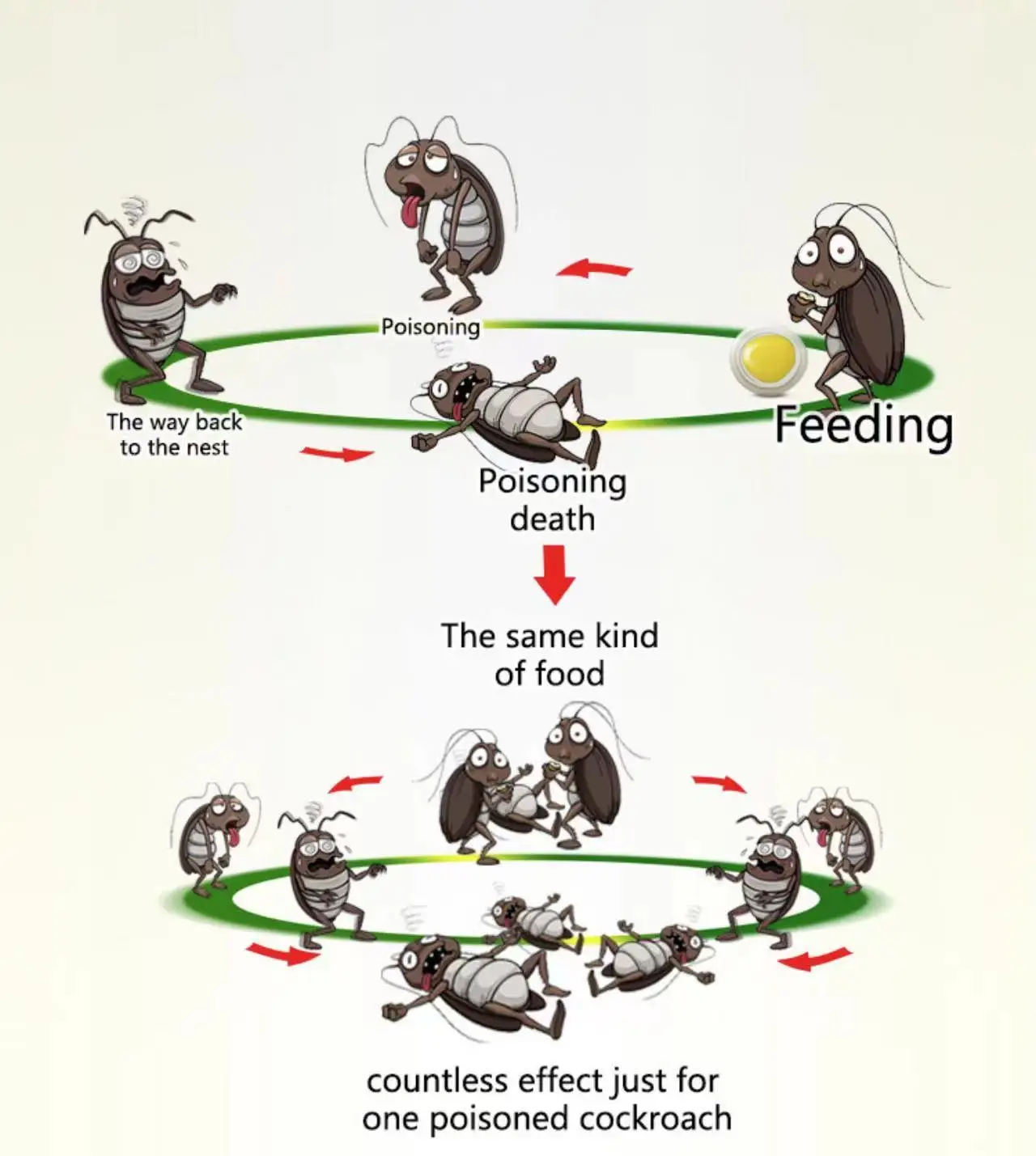 wawang powder cockroach killing bait Summer essentials