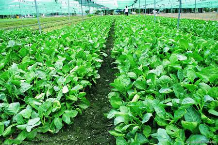 Diammonium phosphate (DAP cas no:7783-28-0)