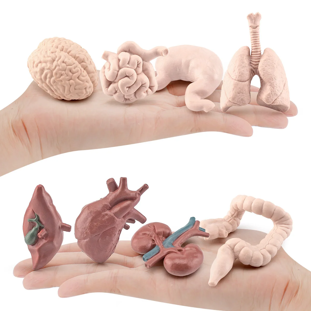 Montessori teaching AIDS for children simulate human organs brain heart gastrointestinal lung liver kidney model