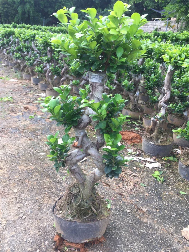 Banyan Tree Bonsai live bonsai tree