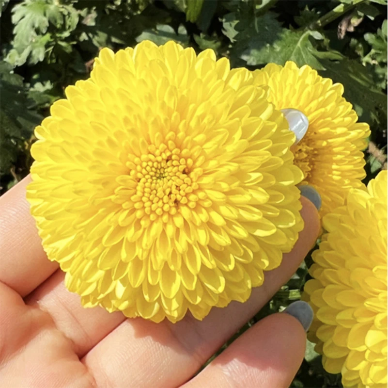 Wholesale bulk high-quality  chrysanthemum  teaorganic healthylow caffeine Chinese famous teaweight loss tea  chrysanthemum