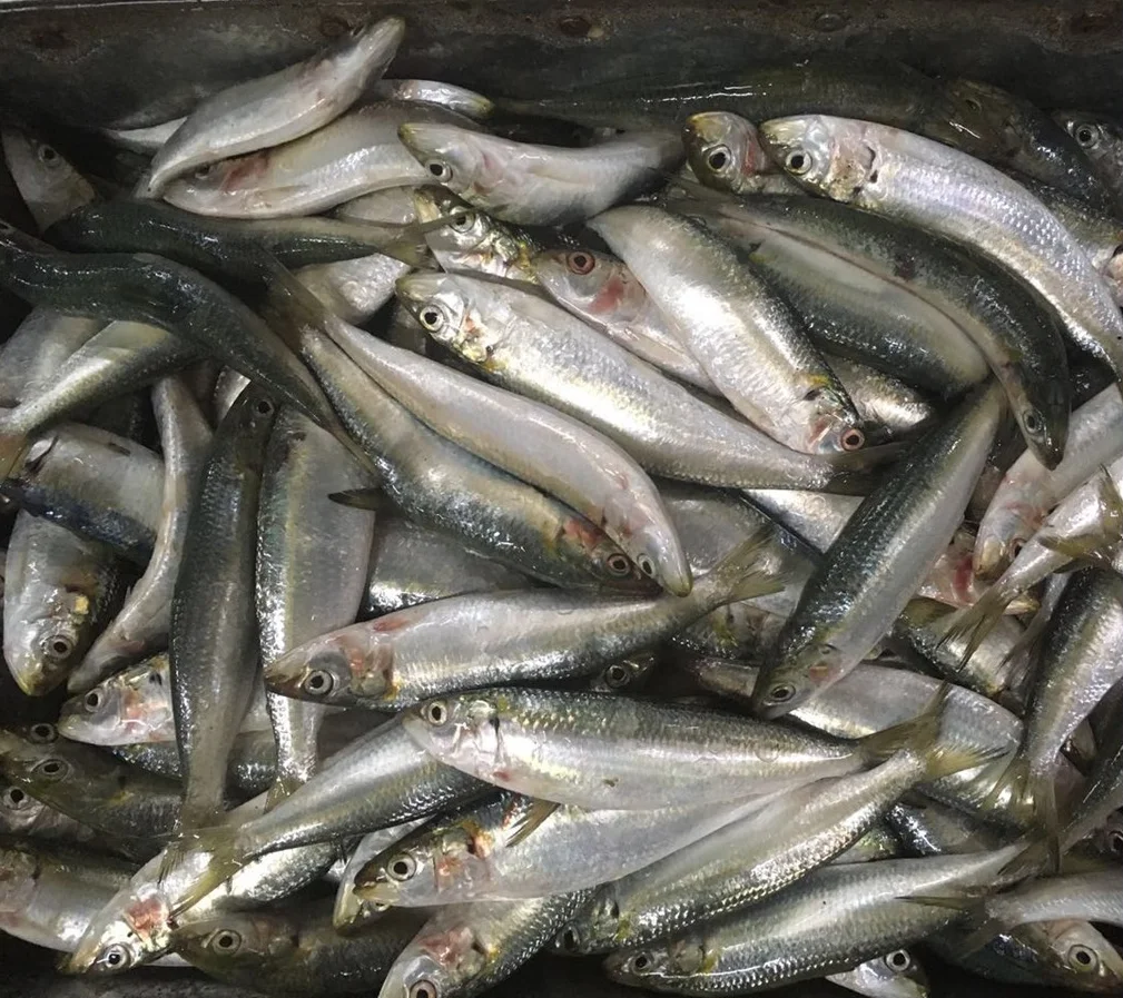 Fresh frozen sardine 50-80g Small sardine wholesaler sardine whole round fish