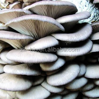 Сушеный устричный гриб