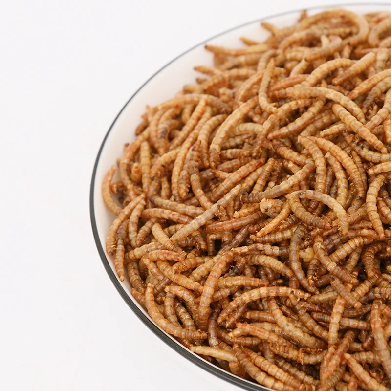 Wholesale Dry Bulk Frozen Top High Protein Dry Mealworms