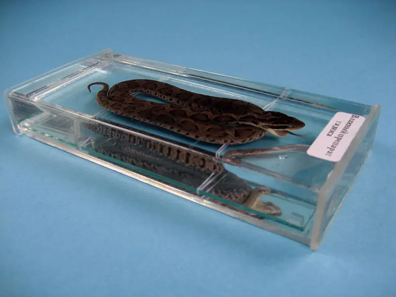New Biology Teaching Specimen Of A Viper Snake Encased In A Transparent Plastic Case