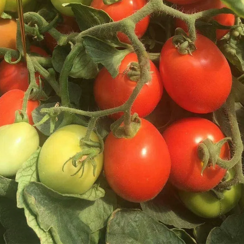 
From China, Processing Hybrid Tomato seeds 