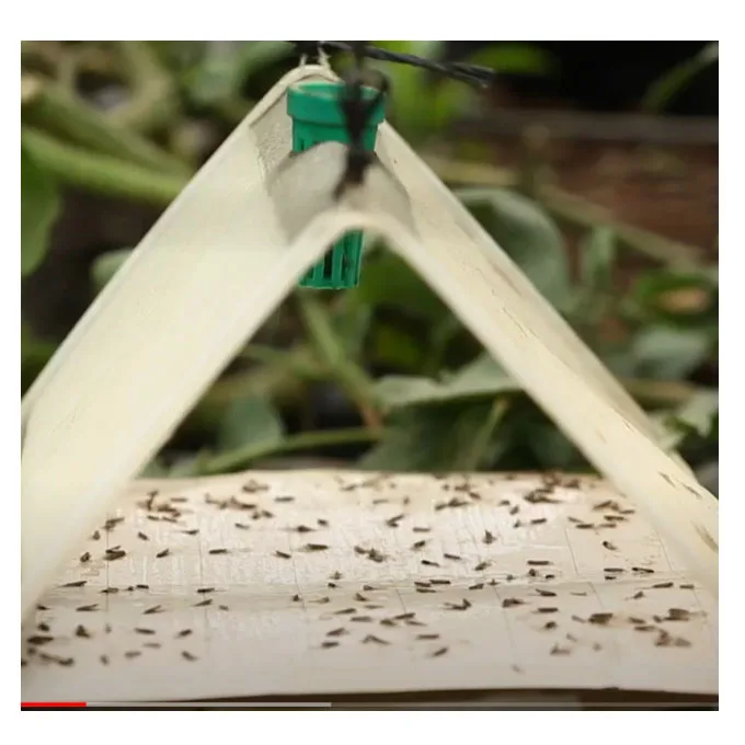 Tuta absoluta insect pheromone lure to control tomato pest