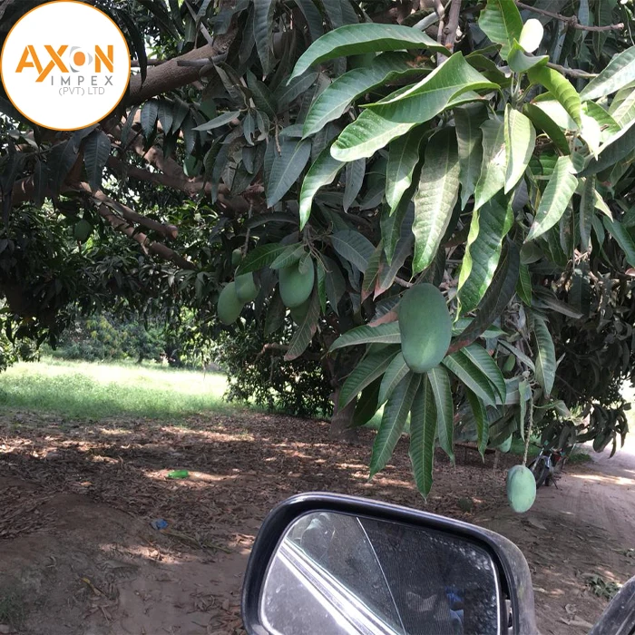 Манго ферма Пакистанская здоровая Органическая манго дешевая с 100% тропической природы свежие фрукты Wahapy еды Пакистан