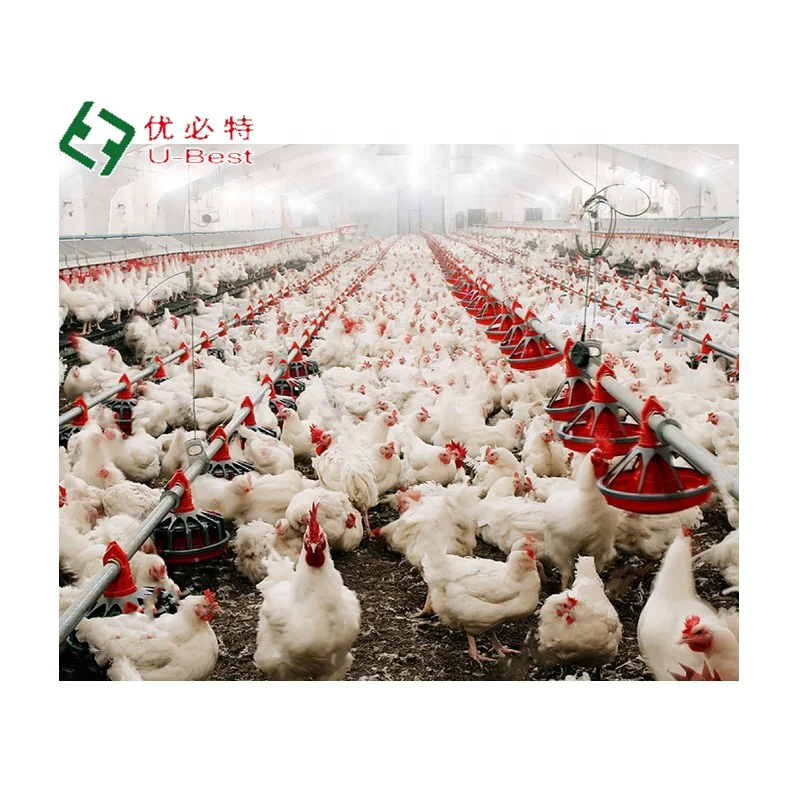 Hot Sale Advanced Design Complete Poultry Farm Automatic Broiler Chicken  Poultry Farming Equipment