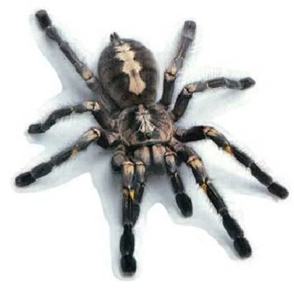 Waterproof 3D Animal Car Sticker Print Lizard Spider Scorpion Car Window Bumper Body Decal Sticker