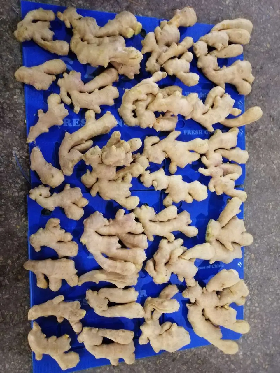Sinofarm  2022 Ginger fresh organic ginger newest crop in bulk professional export gengibre fresh ginger