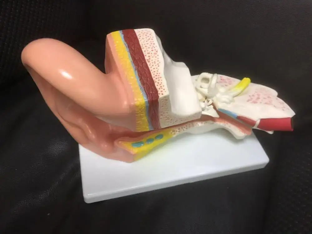 Medical Anatomical Series Middle Ear Model for teaching
