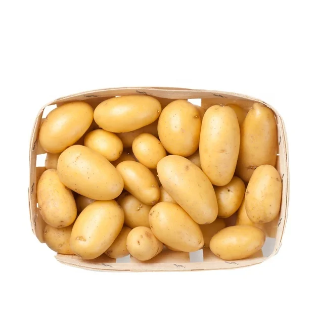 Лучший поставщик картофеля по всему миру/Голландия/мозика/Леди Розетта/большой коричневый картофель Санта для продажи