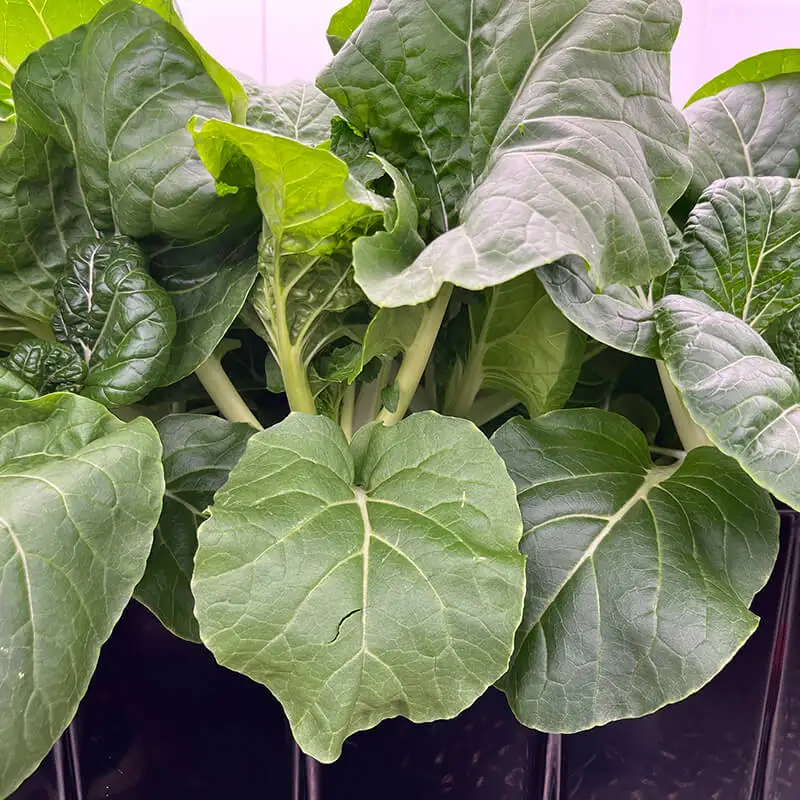 greenhouse climate control microgreen growing container farm