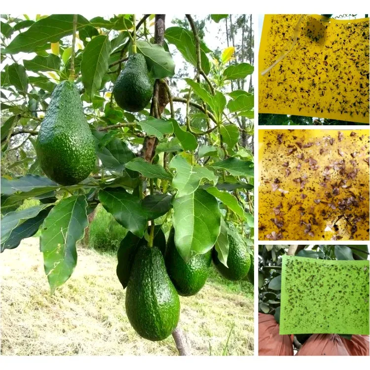 Hot Sell Pest Killer Moth Glue Traps Insect Fruit Fly Catcher Sticky Trap for Greenhouses