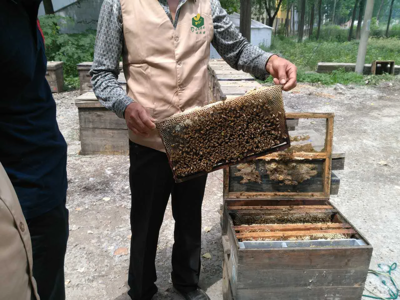  Органический Прополис Натуральный из Китая оптовая