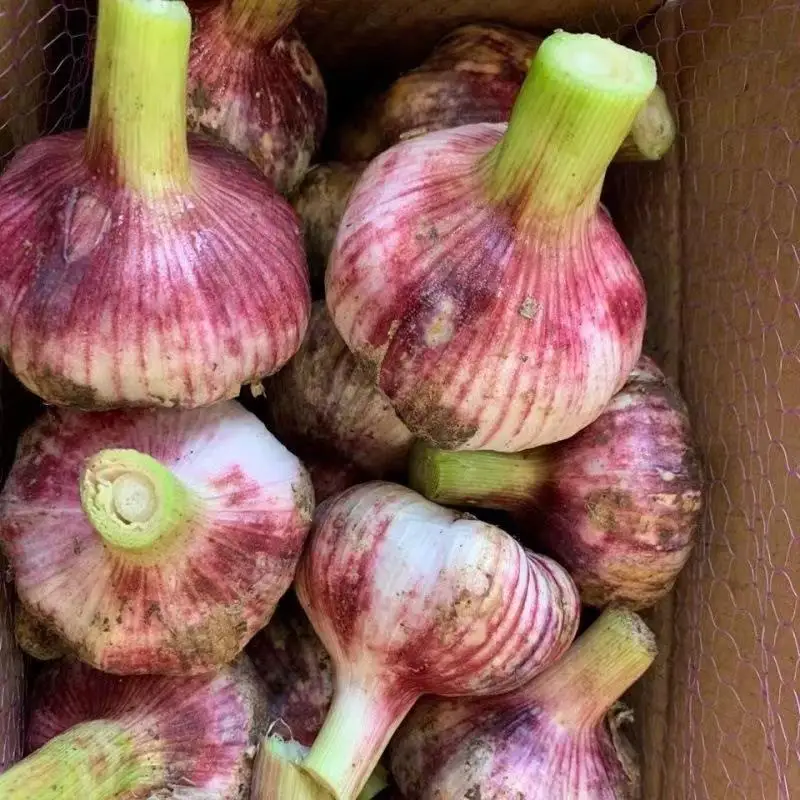 The latest harvest in 2024 Garlic from China Fresh Chinese 3p Pure White Garlic Competitive Garlic Market Price 1kg