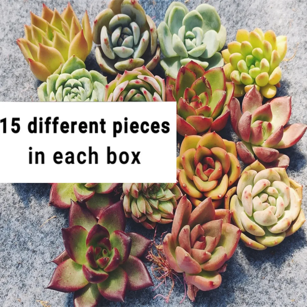 Z374 Echeveria set 15 different pieces Live Succulent live Plant woody plant  bonsai  indoor plant gardening Flora