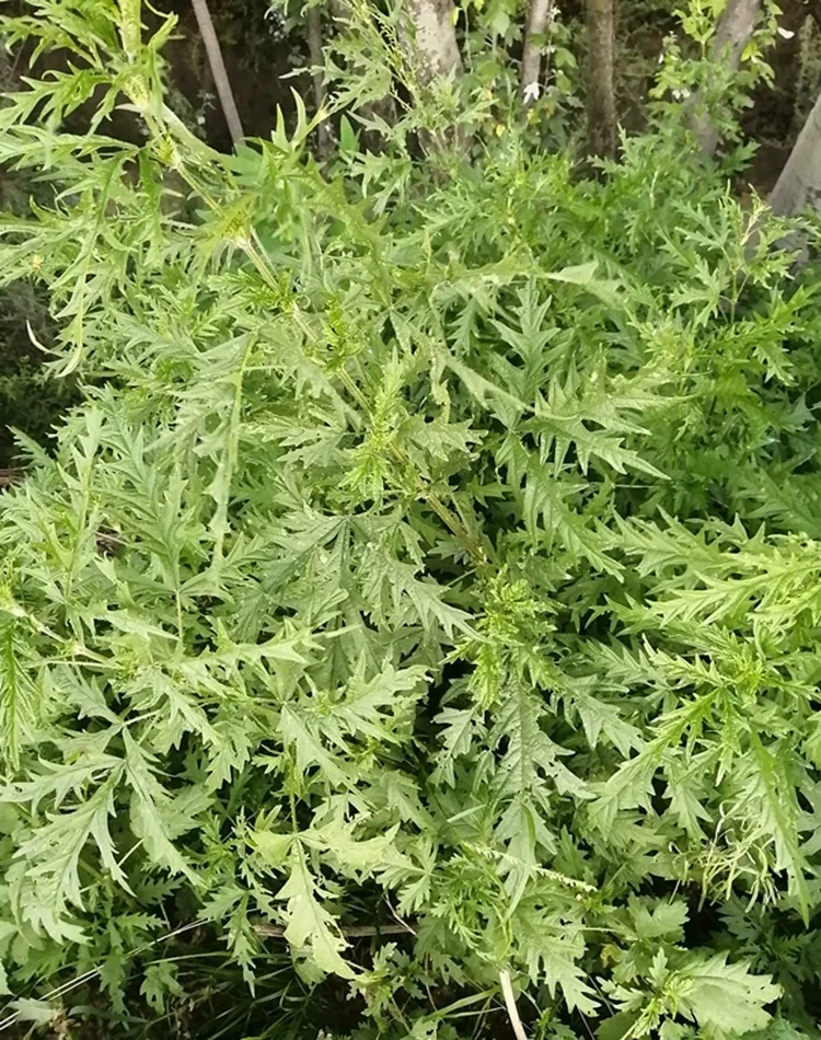 OEM Packing Natural Dried Nettle Leaf Tea In Stock Dry Nettle Leaf Herb Tea Private Label Dried Stinging Nettle Leaves