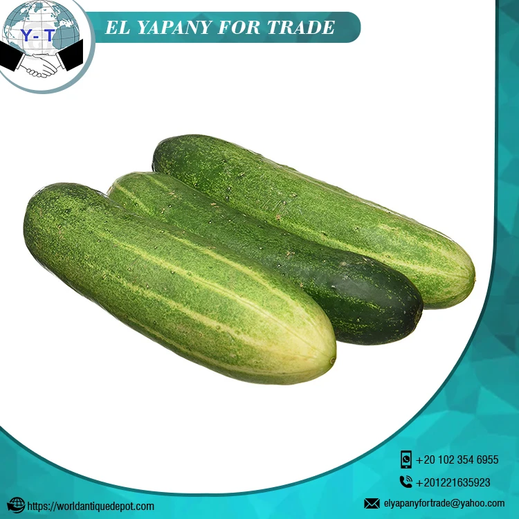 Свежий огурец оптом