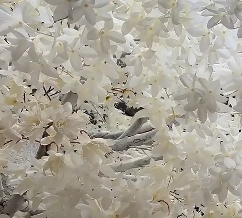 Creative design hotel mall indoor wedding decoration white flower trees fiberglass artificial plants birch blossom tree