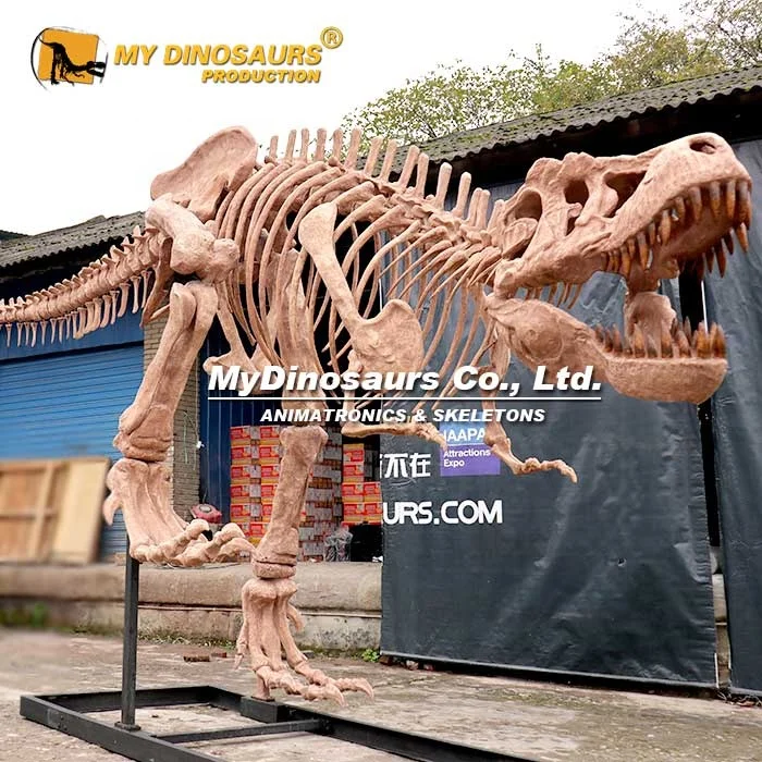 MyDino динозавр ископаемый тираннозавр рекс скелет