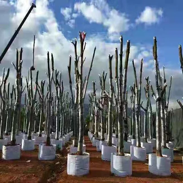 Fabric Grow Root Control Container Bag Felt Grow Bag Plant Pot for Gardening Supplies