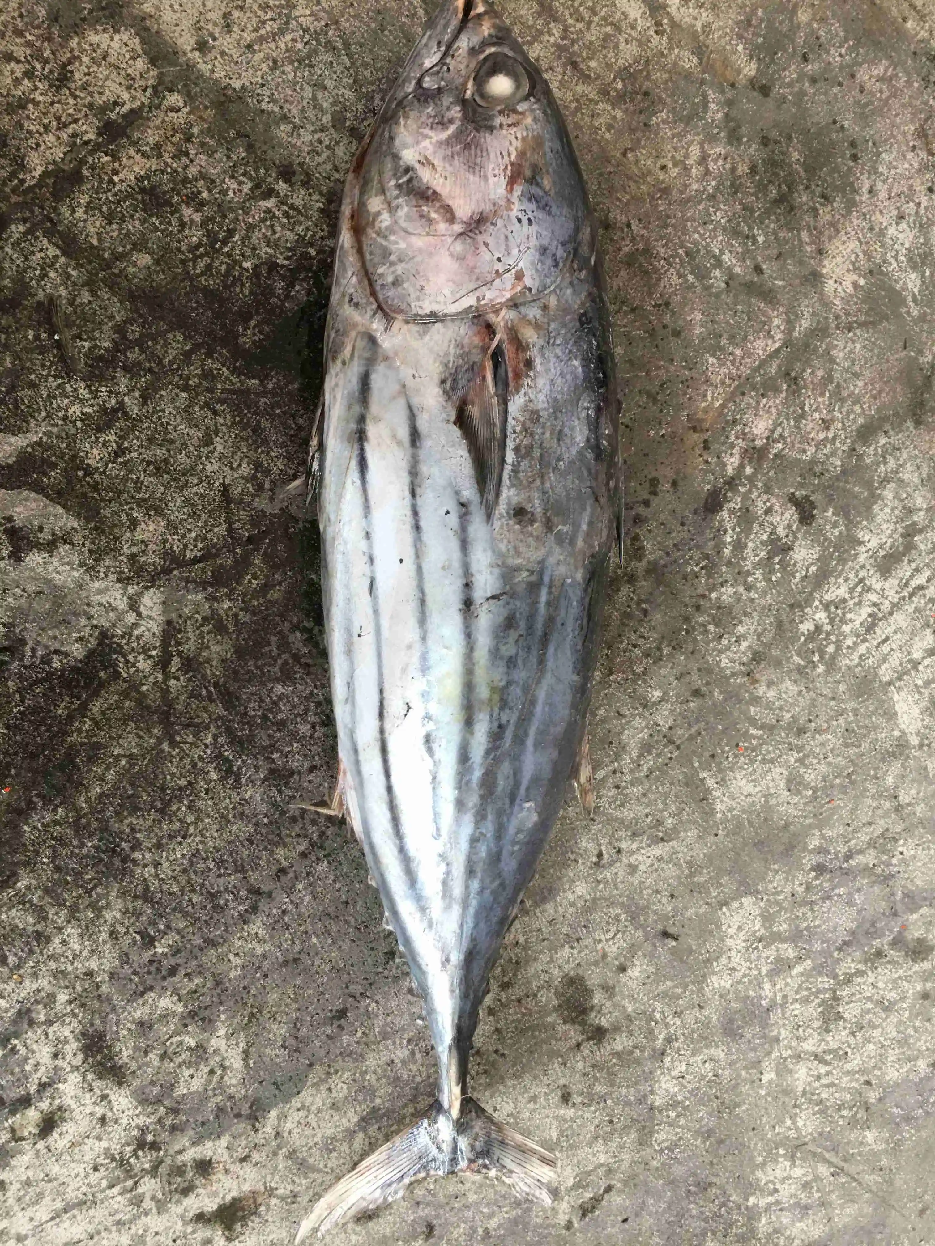 M22 1000g+ Frozen Bonito Fish Skipjack Tuna