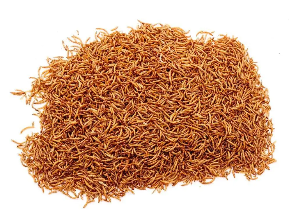 Dried Mealworms High Protein Customised Birds Food for Fishes Reptiles in Bags 100g Factory Directly Supply