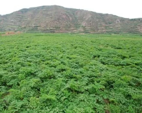 Органический экстракт корня Дон набережной порошок артемизии лактон